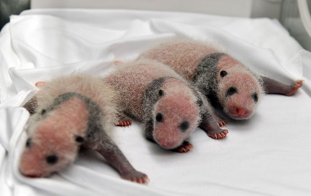 Triplet panda cubs rest in an incubator at the Chimelong Safari Park in Guangzhou in south China`s Guangdong province.