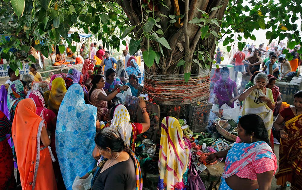 Hindu women devotees offer prayers to a peepal tree on the auspicious occasion of Somvati Amavasya in Allahabad.