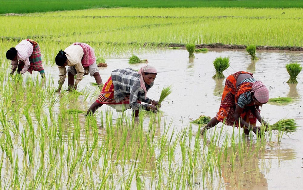 Tribals planting paddy saplings in a field at a village near Balurghat in South Dinajpur, West Bengal.