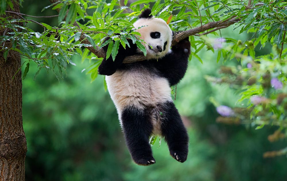 Panda cub Bao Bao hangs from a tree in her habitat at the National Zoo in Washington.