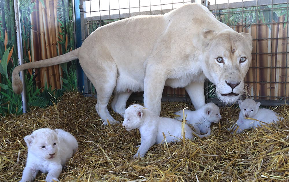 Four white lion cubs with their mother `Princess` at the Circus Krone in Magdeburg, eastern Germany.