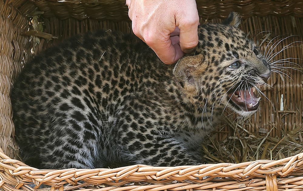 The newborn leopard cub Pelangi is stroked while shown for the first time after his birth at the Zoo in Berlin.