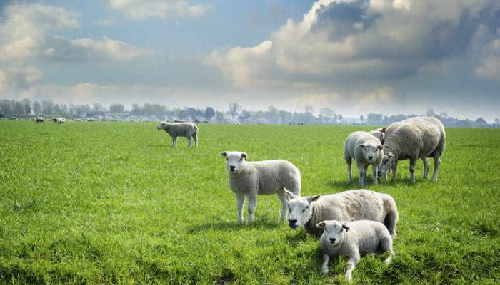 Science sheepdogs use to herd sheep revealed