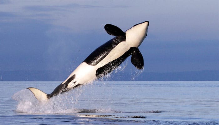 Whale tourism affecting marine animals&#039; behaviour