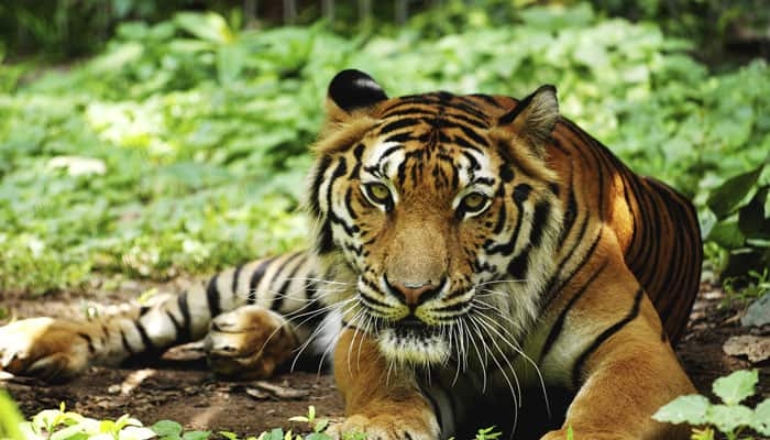 New tiger tracking system soon: Prakash Javadekar 