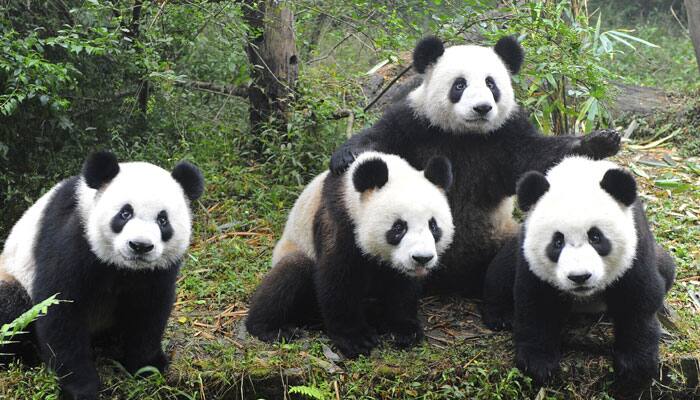 Pandas may fake pregnancies to lead better lives