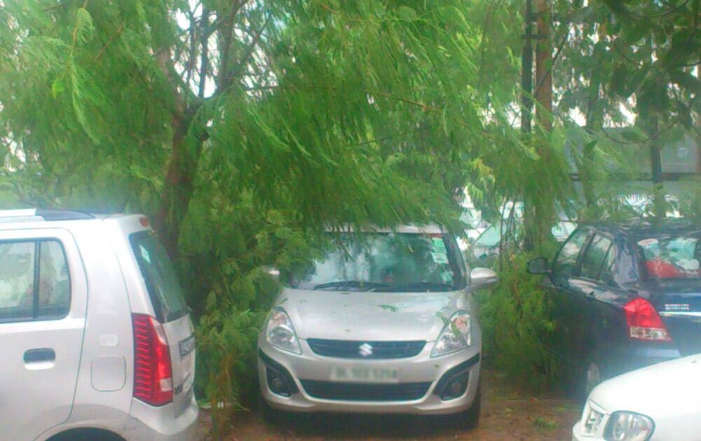 Damaged car after tree fall