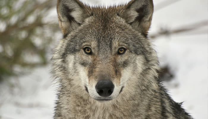 Yawning contagious in wolves too