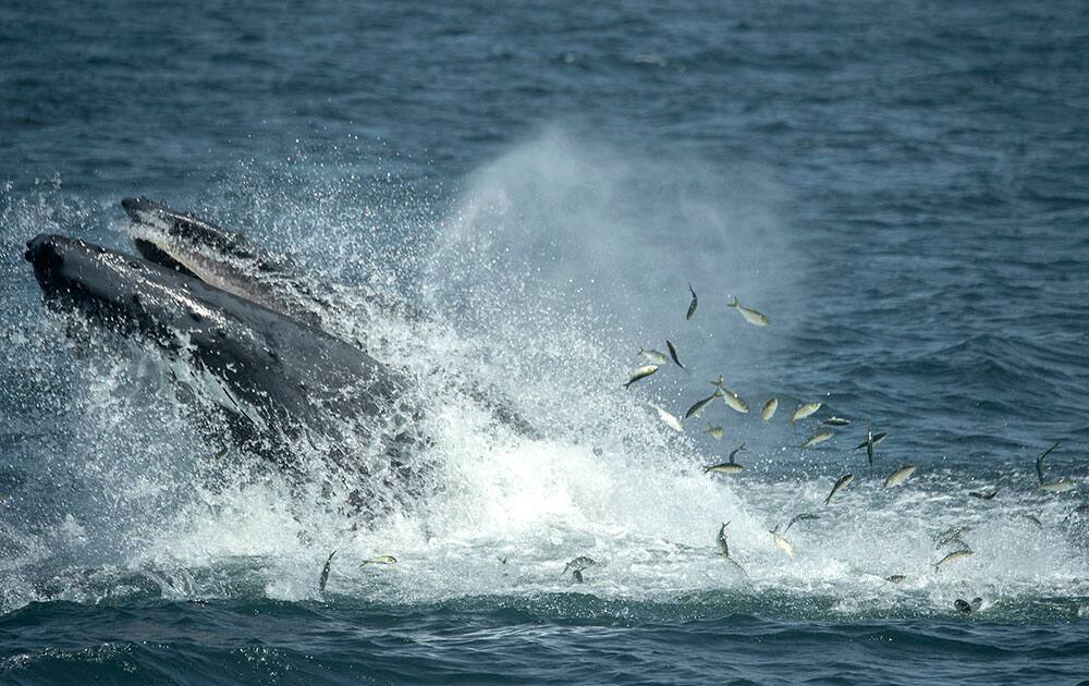 Photo provided by the Wildlife Conservation Society, a humpback whale breaks the surface in the waters six miles off the coast of New York City.