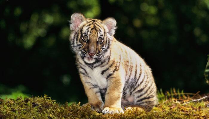 Sariska tigress gives birth to two cubs