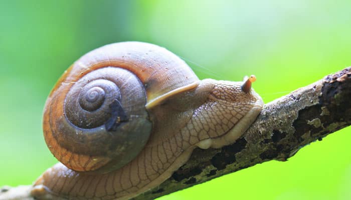 Snails help scientists investigate rise, fall of Tibetan Plateau