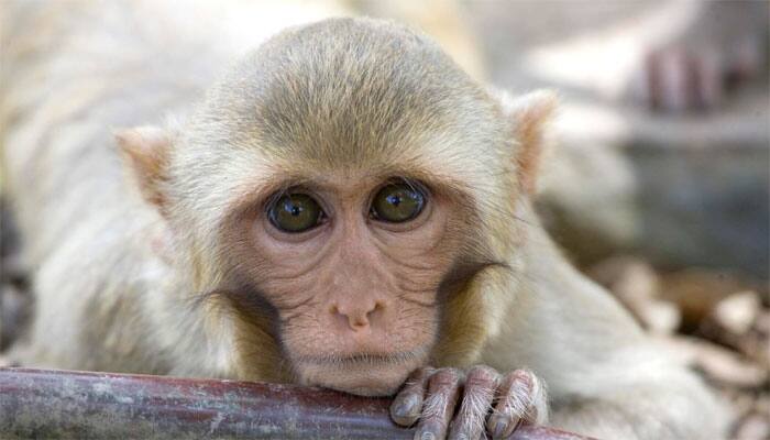 Five new monkey species discovered