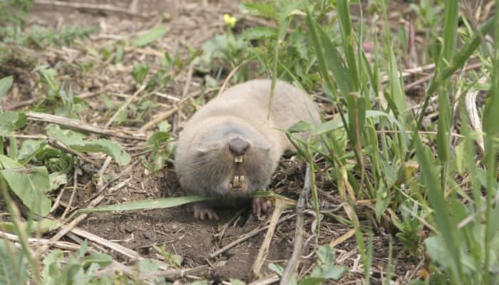 Factor in naked mole rats help maintain protein quality