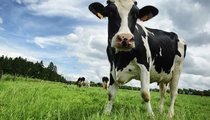 Now, artificial limbs for cows!