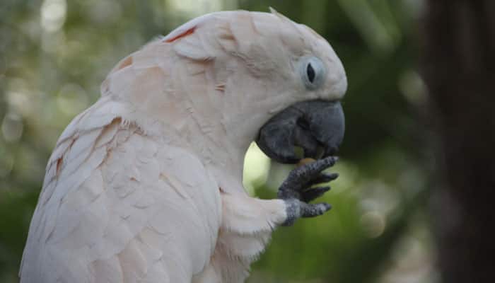 Cockatoos can learn how to make tools from each other