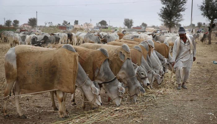India’s livestock population decreases by 3.33 percent: Census