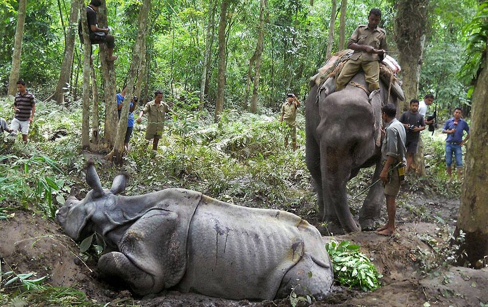Forest officers work to rescue an injured one-horned rhinoceros stuck in mud near Kaziranga National Park in the northeastern Indian state of Assam.