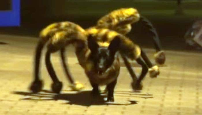 Watch: &#039;Mutant Giant Spider Dog&#039; spooks random people