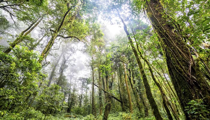 NASA to map earth forests in 3D