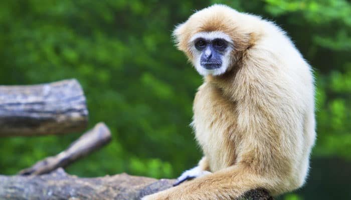 Gibbon take: DNA study reveals king of the swingers