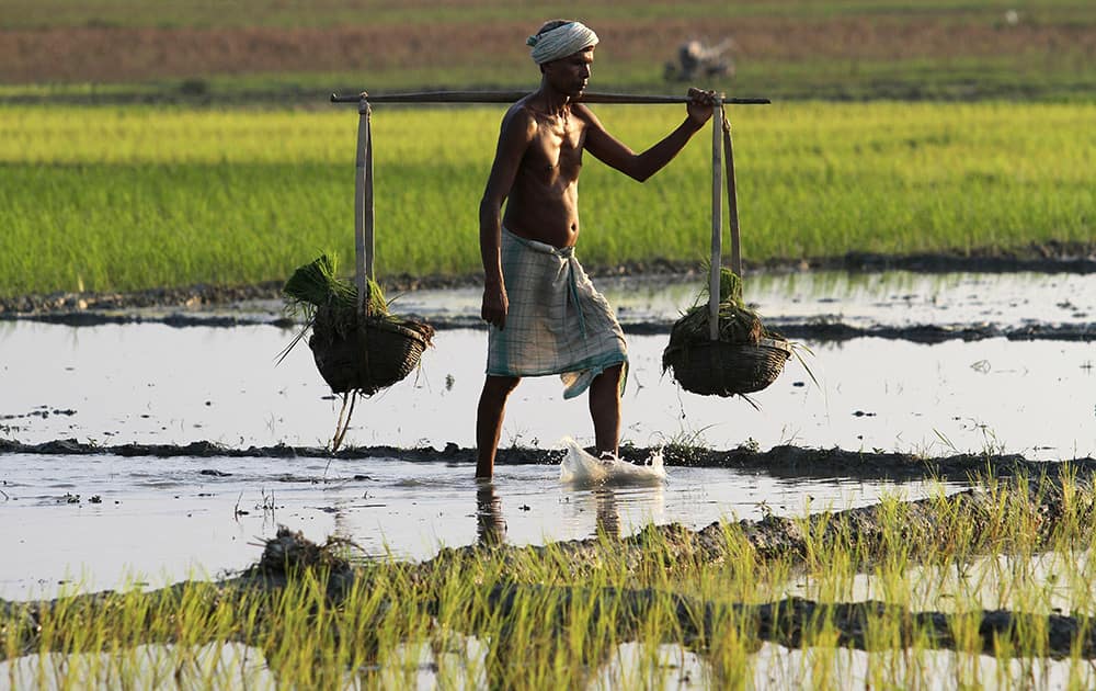 An Indian farmer carries paddy saplings in bamboo baskets on his shoulder in a paddy field on the outskirts of Guwahati.