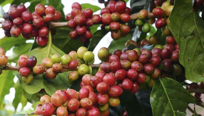 Climate change to increase pests in coffee crops: Expert