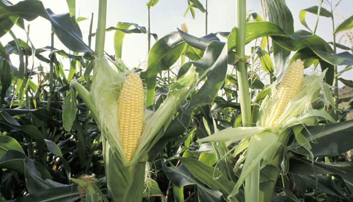How corn plants defend against pathogen attack