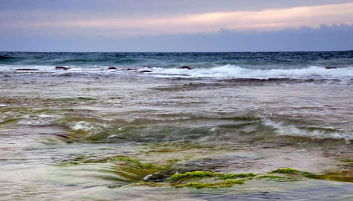 Ocean algae can evolve fast to tackle climate change: Study