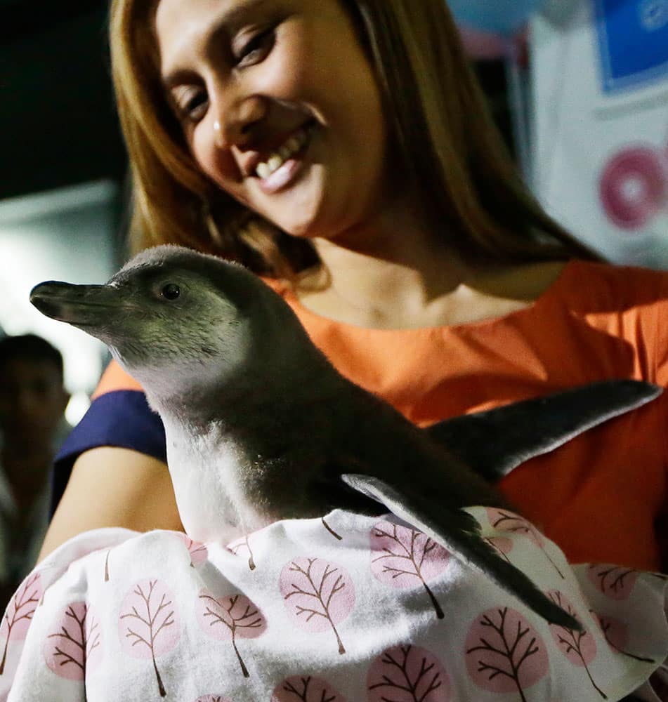 Manila City Tourism head Liz Villasenor, holds a still-to-be-named baby Humboldt penguin as it is shown to the public for the first time Monday, Sept. 15, 2014 at the Manila Ocean Park in Manila, Philippines. 