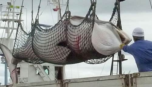 EU, US oppose Iceland for promoting whaling