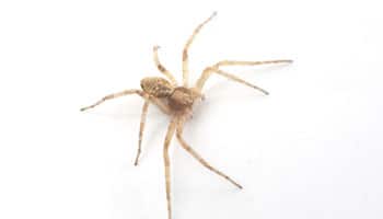 App to help identify house spiders