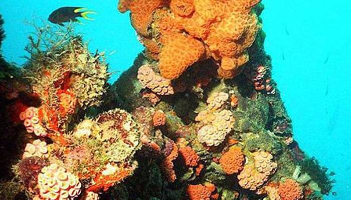 Ocean acidification &#039;hammering&#039; coral growth
