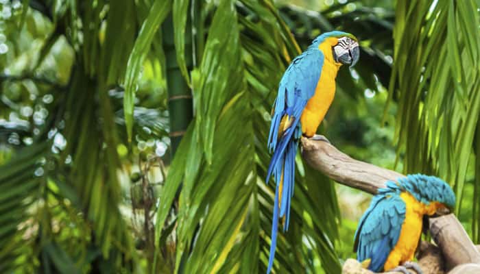 Parrots show how to be committed in relationship