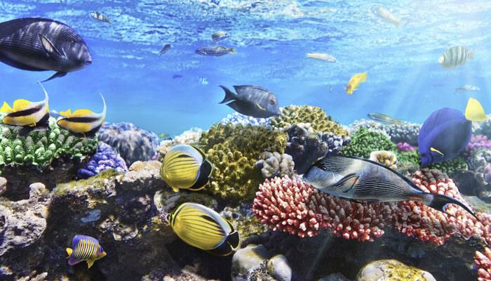 Coral growth rate dropped by 40pc since 1970&#039;s