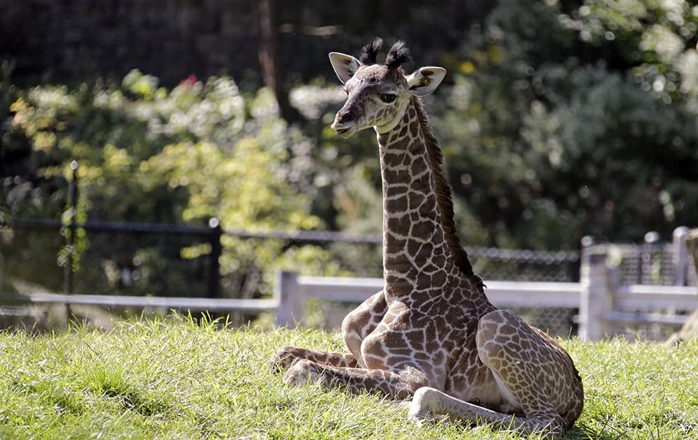 Jabari, a two-week old male Masai giraffe, lounges in his enclosure at the Cleveland Metroparks Zoo in Cleveland.