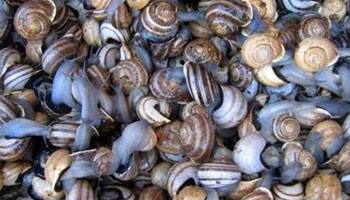  Snail shells reveal rise, fall of Tibetan Plateau