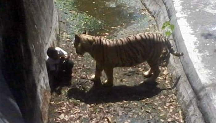 White tiger kills boy at Delhi zoo