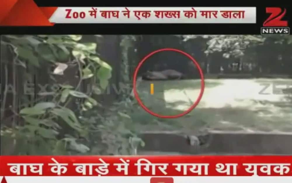 White tiger kills boy at Delhi zoo