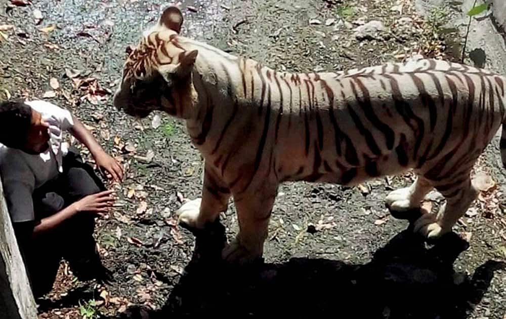 An irate White Tiger staring at a student after he fell in its enclosure at the Delhi Zoo.
