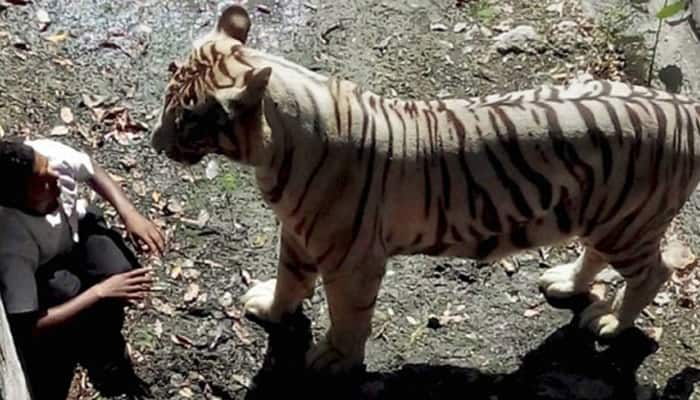 White tiger kills youth at Delhi zoo: New video surfaces