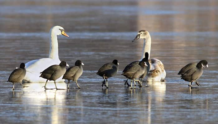 Dying cells send signal to stimulate new cells in birds