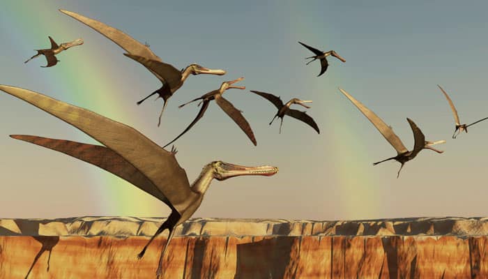 How &#039;birds&#039; evolved from dinosaurs