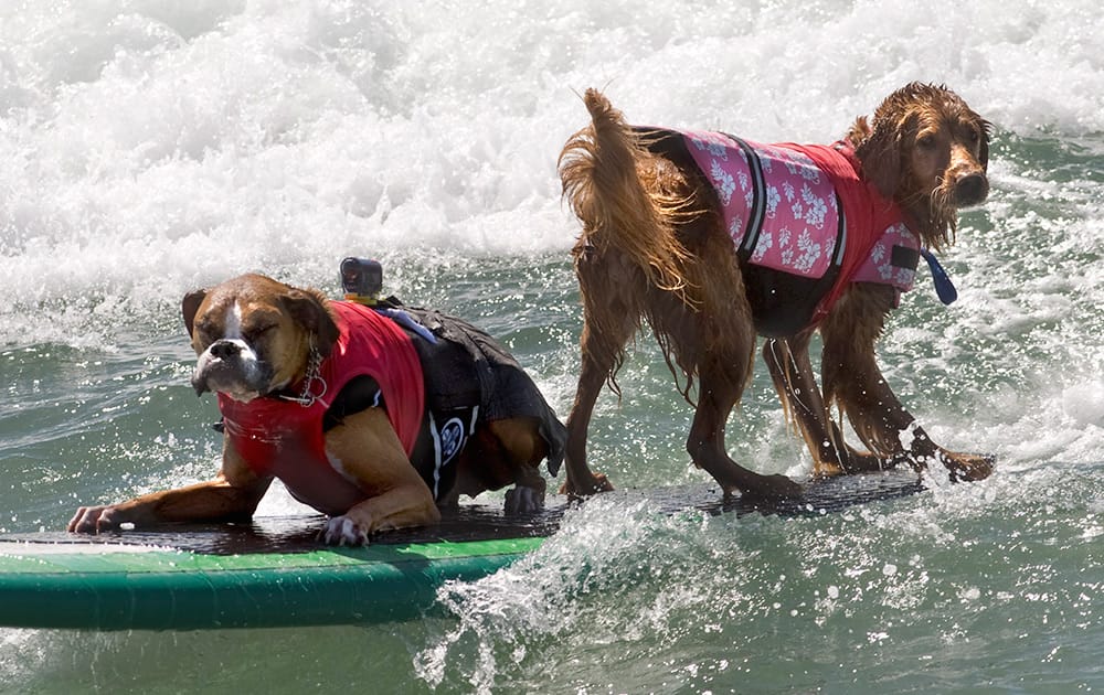 A pair of tandem catch a wave together at the Surf City Dog Surf competition in Huntington Beach, Calif.