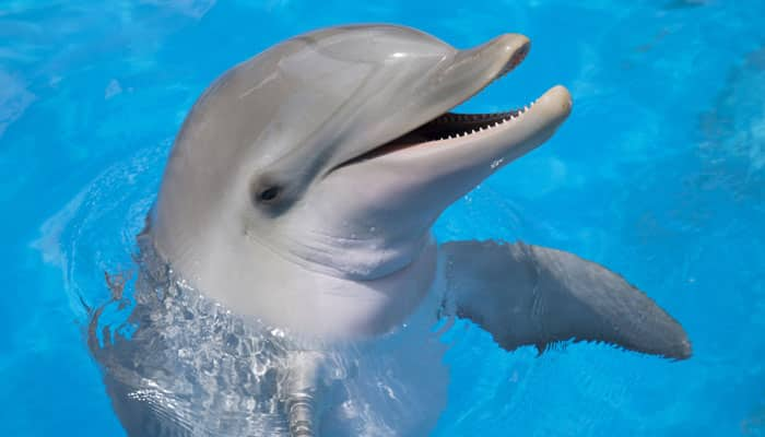 Dolphins are attracted to magnets: Study