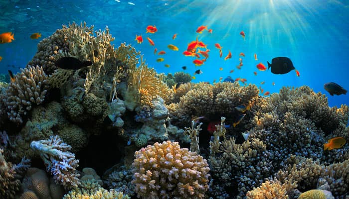 Ocean acidification slowly damaging coral reefs 
