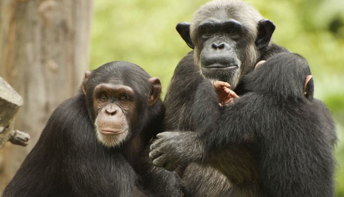 How chimpanzees develop &#039;culture&#039; in wild like humans revealed