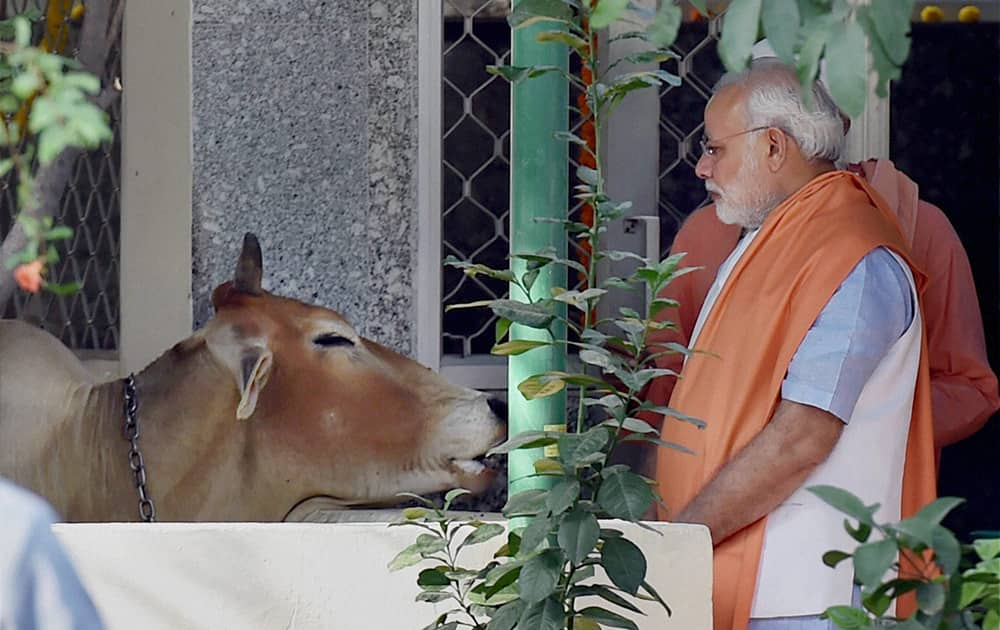 Prime Minister Narendra Modi looks at a cow at the Valmiki Temple, before launching the Swachh Bharat Mission, in New Delhi.