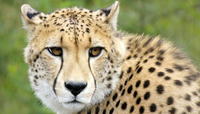 Human activity possible reason for plummeting Cheetahs