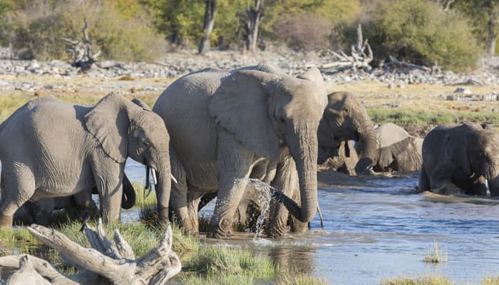 Tanzania records zero poaching in largest game reserve