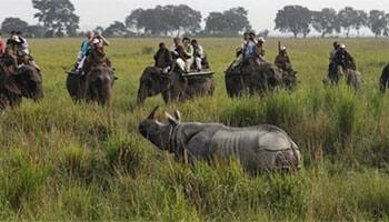 Ivory poaching could make elephants, rhinos extinct within 20 yrs